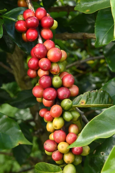 Granos de café madurando en un árbol —  Fotos de Stock