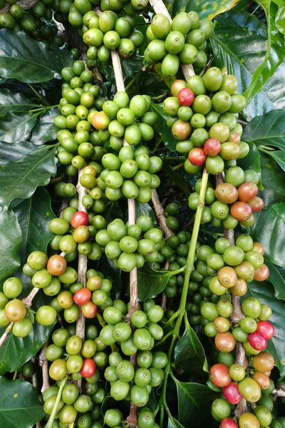 Green coffee beans on stem