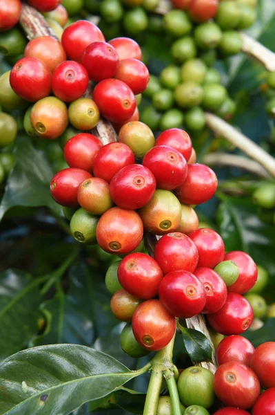 Coffee beans ripening on a tree — Stock Photo, Image