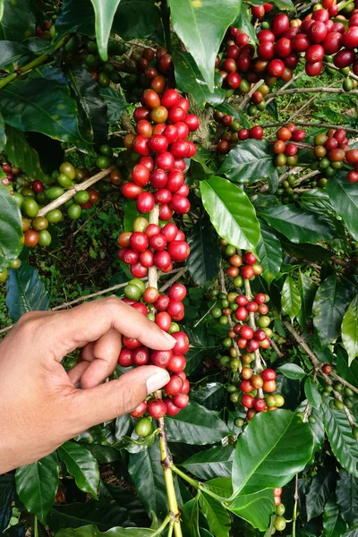 el yakından tutmak kahve çekirdekleri