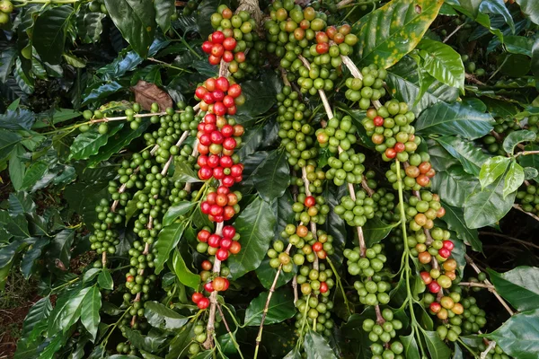 Kaffeebohnen reifen auf einem Baum — Stockfoto