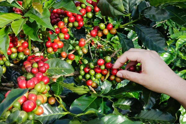 Fechar a mão manter grãos de café — Fotografia de Stock