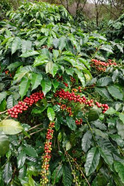 Ağaçta olgunlaşan kahve çekirdekleri