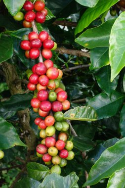 Ağaçta olgunlaşan kahve çekirdekleri