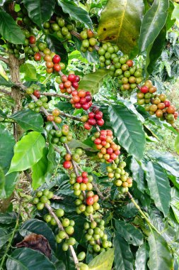 Ağaçta olgunlaşan kahve çekirdekleri