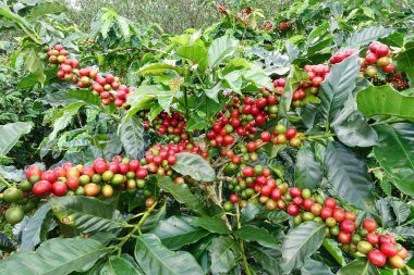 Ağaçta olgunlaşan kahve çekirdekleri