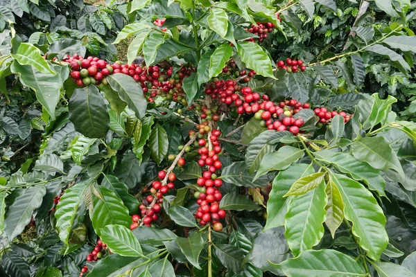 Granos de café madurando en un árbol —  Fotos de Stock