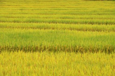 pirinç çeltik alanı olgunlaşma