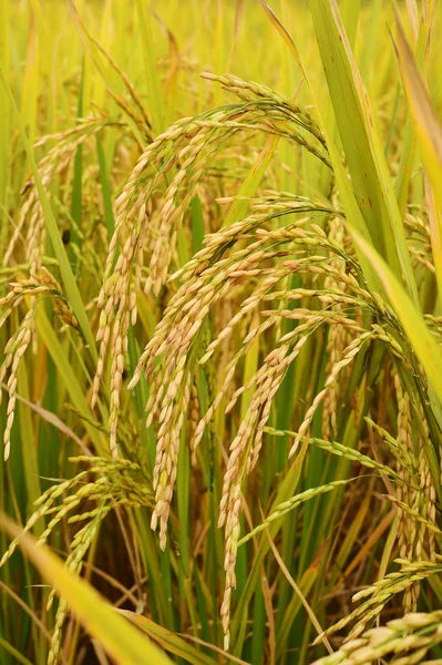 Arroz de maduración en un arrozal — Foto de Stock