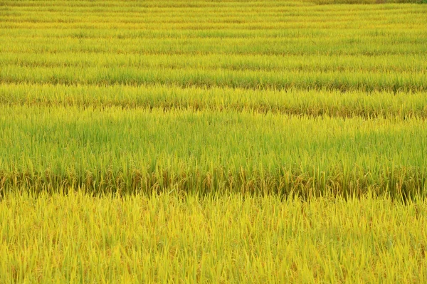 Arroz de maduración en un arrozal — Foto de Stock