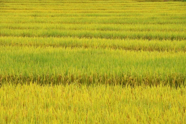 水田における水稲登熟 — ストック写真