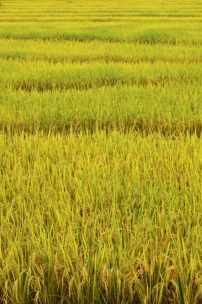 Amadurecendo o arroz em um campo de arroz — Fotografia de Stock