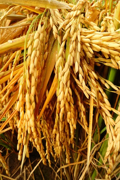 Amadurecendo o arroz em um campo de arroz — Fotografia de Stock