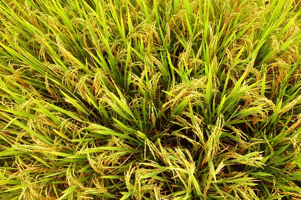 Дозрілий рис в пелюстковому полі — стокове фото
