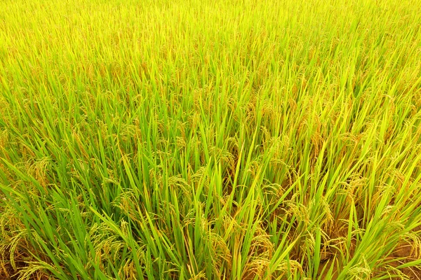 Mûrissement du riz dans une rizière — Photo