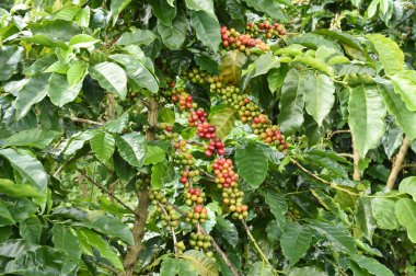 Ağaçta olgunlaşan kahve çekirdekleri