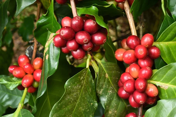 Granos de café madurando en un árbol —  Fotos de Stock