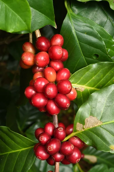 Granos de café madurando en un árbol —  Fotos de Stock