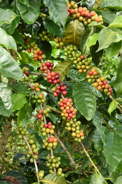 Granos de café madurando en un árbol — Foto de Stock