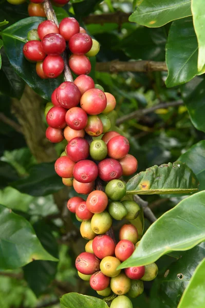 Granos de café madurando en un árbol —  Fotos de Stock