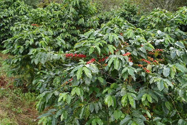 Ağaçta olgunlaşan kahve çekirdekleri — Stok fotoğraf