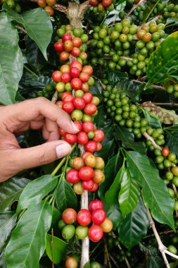 el yakından tutmak kahve çekirdekleri