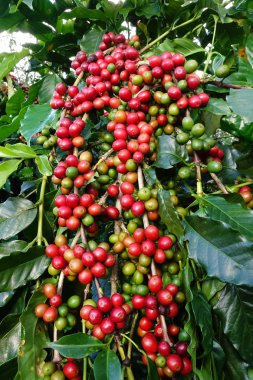 Ağaçta olgunlaşan kahve çekirdekleri