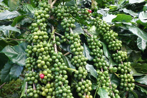 茎上的绿色咖啡豆 — 图库照片