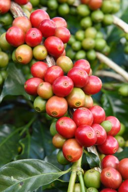 Ağaçta olgunlaşan kahve çekirdekleri