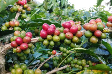 Ağaçta olgunlaşan kahve çekirdekleri