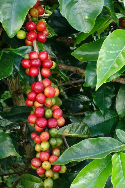Granos de café madurando en un árbol — Foto de Stock
