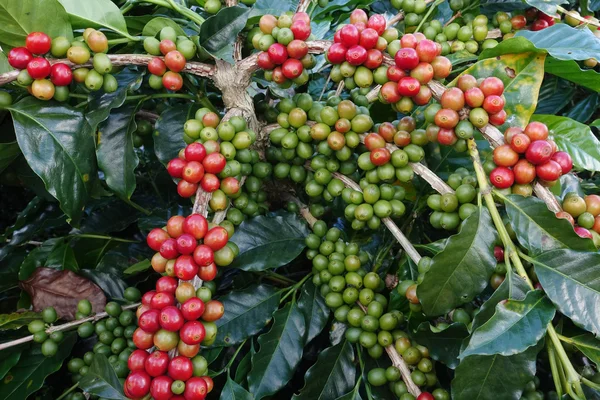 Granos de café madurando en un árbol —  Fotos de Stock