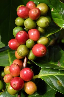 Ağaçta olgunlaşan kahve çekirdekleri
