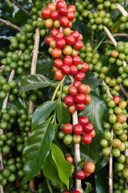 Ağaçta olgunlaşan kahve çekirdekleri
