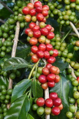 Ağaçta olgunlaşan kahve çekirdekleri