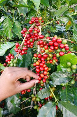 el yakından tutmak kahve çekirdekleri