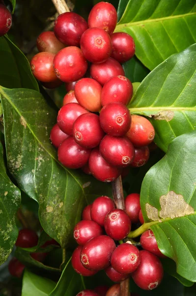 Granos de café madurando en un árbol —  Fotos de Stock