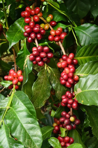 Кофейные бобы, созревающие на дереве — стоковое фото