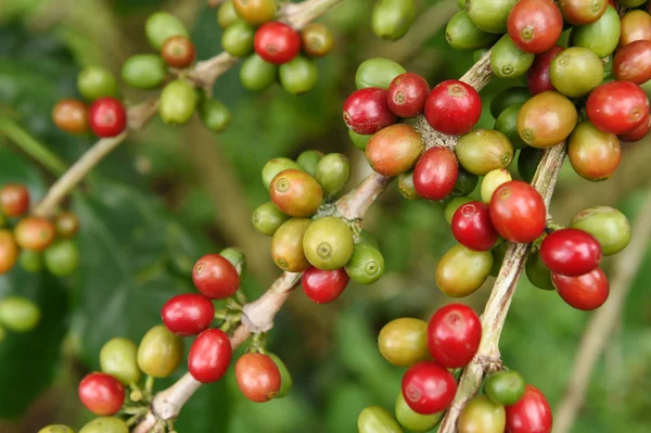 Granos de café madurando en un árbol —  Fotos de Stock