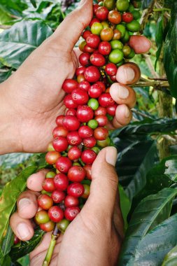 Olgun fasulye hasat için hazır