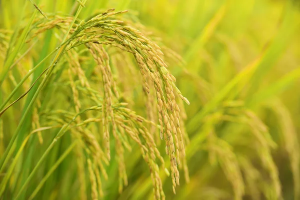 Mûrissement du riz dans une rizière — Photo