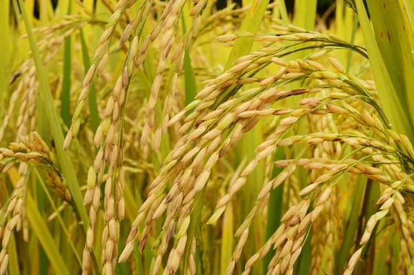 Memakan nasi di sawah — Stok Foto