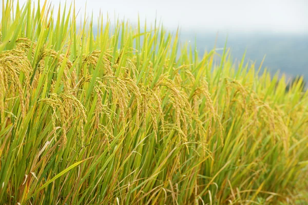 Amadurecendo o arroz em um campo de arroz — Fotografia de Stock