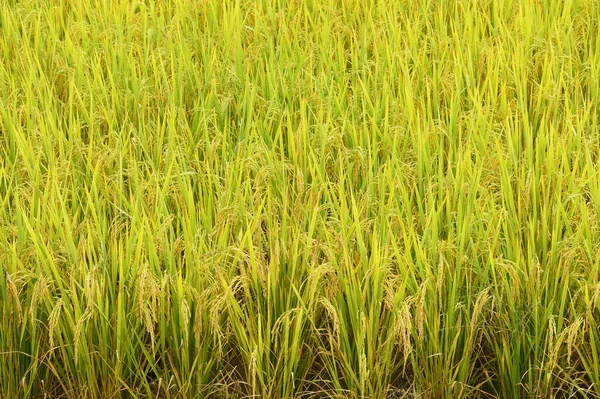 Dojrzewanie ryżu niełuskanego dziedzinie — Zdjęcie stockowe