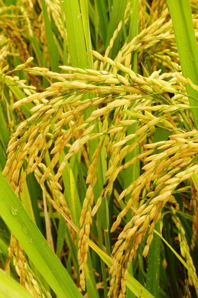 Arroz de maduración en un arrozal — Foto de Stock