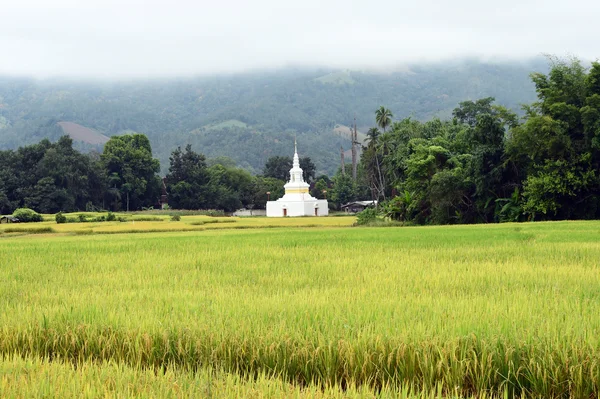 Прекрасный ландшафт рисовых полей — стоковое фото