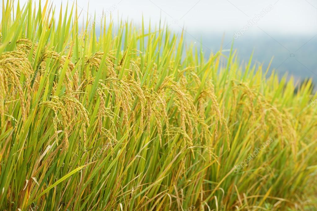 ripening rice in a paddy field