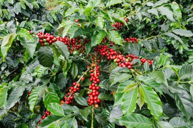 Ağaçta olgunlaşan kahve çekirdekleri