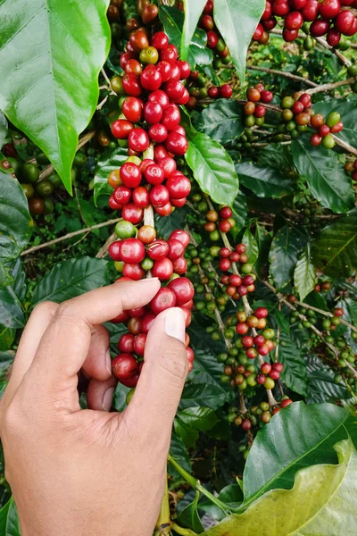 close up hand keep coffee beans