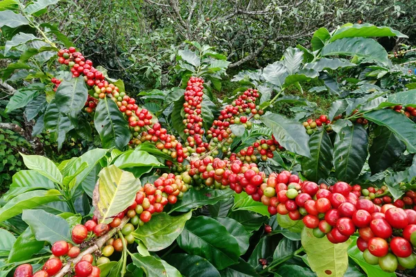 咖啡豆在树上成熟 — 图库照片